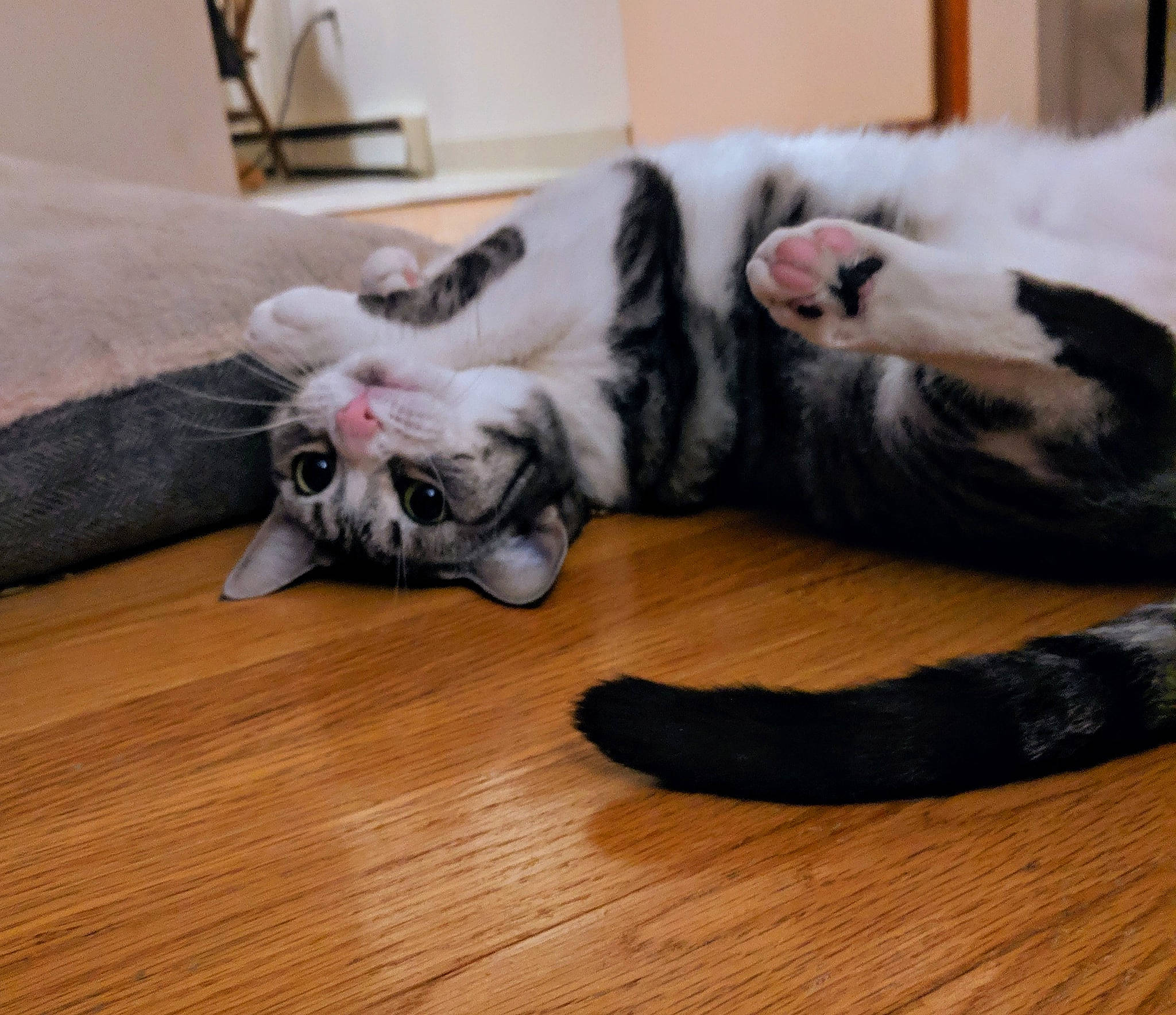 Aster is registered to the contest to win money with this photo: canidae, carnivore, cat, claw, companion_dog, dog, dog_breed, ear, fawn, felidae, french_bulldog, fur, hardwood, non_sporting_group, paw, puppy, small_to_medium_sized_cats, sporting_group, tail, whiskers