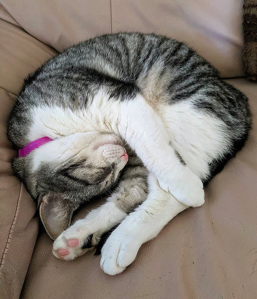 Aster joined the competition — help win amazing prizes! asian, carnivore, cat, cat_bed, claw, comfort, domestic_short_haired_cat, european_shorthair, felidae, fur, nap, paw, polydactyl_cat, scottish_fold, sleep, small_to_medium_sized_cats, snout, tabby_cat, tail, whiskers