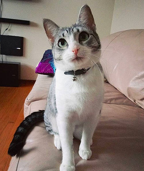 Aster is registered to the contest to win money with this photo: aegean_cat, american_wirehair, asian, carnivore, cat, domestic_short_haired_cat, ear, european_shorthair, felidae, german_rex, head, japanese_bobtail, javanese, kitten, mammal, small_to_medium_sized_cats, tail, vertebrate, whiskers, white