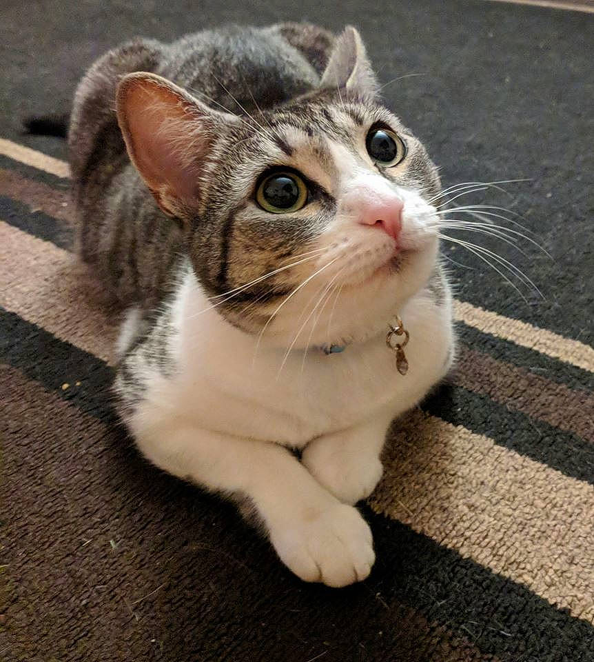 Aster is registered to the contest to win money with this photo: aegean_cat, american_shorthair, american_wirehair, asian, carnivore, cat, domestic_short_haired_cat, ear, european_shorthair, eye, felidae, kitten, mammal, paw, polydactyl_cat, small_to_medium_sized_cats, snout, tabby_cat, vertebrate, whiskers