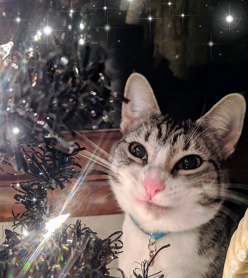 Aster is registered to the contest to win money with this photo: aegean_cat, american_wirehair, asian, carnivore, cat, christmas, christmas_tree, domestic_short_haired_cat, european_shorthair, felidae, fur, kitten, small_to_medium_sized_cats, space, tabby_cat, tree, whiskers