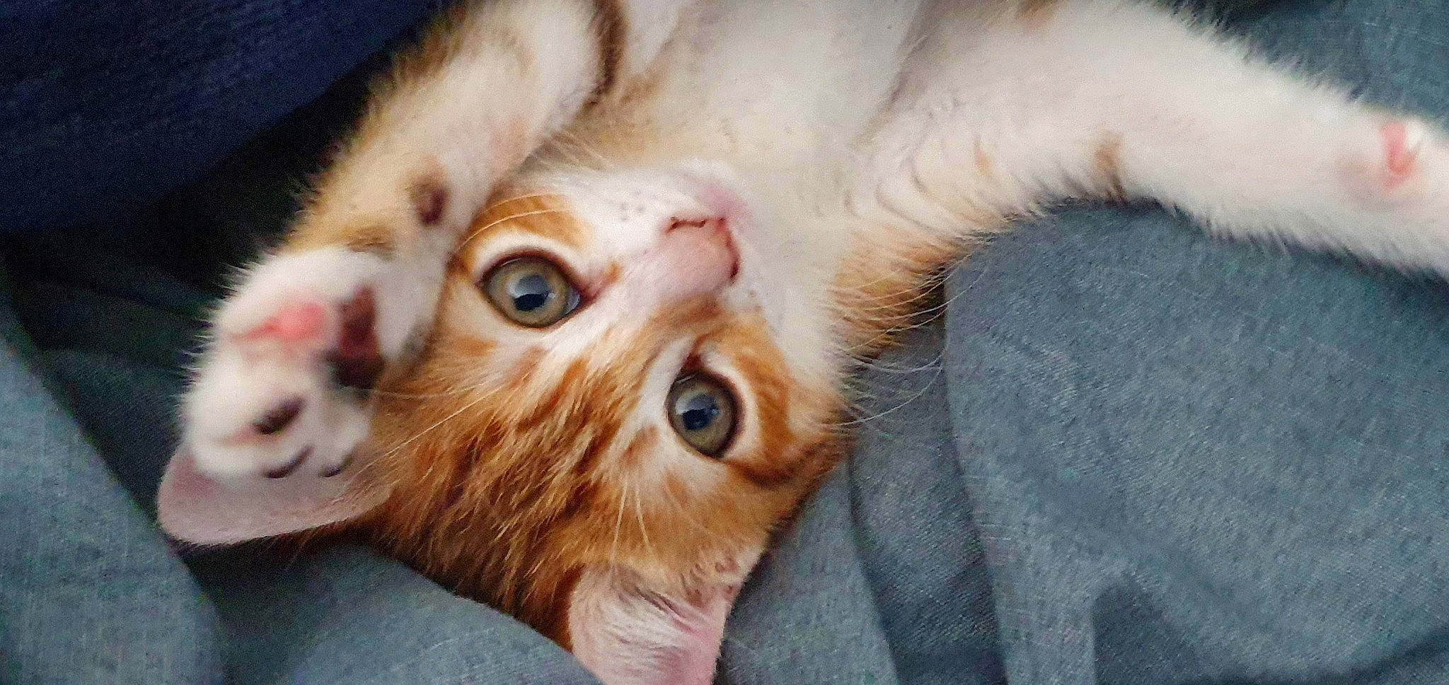 Rina participe au concours pour gagner de l'argent avec cette photo : aegean_cat, american_curl, carnivore, cat, claw, ear, eye, felidae, fur, german_rex, kitten, mammal, nose, paw, polydactyl_cat, singapura, small_to_medium_sized_cats, snout, vertebrate, whiskers