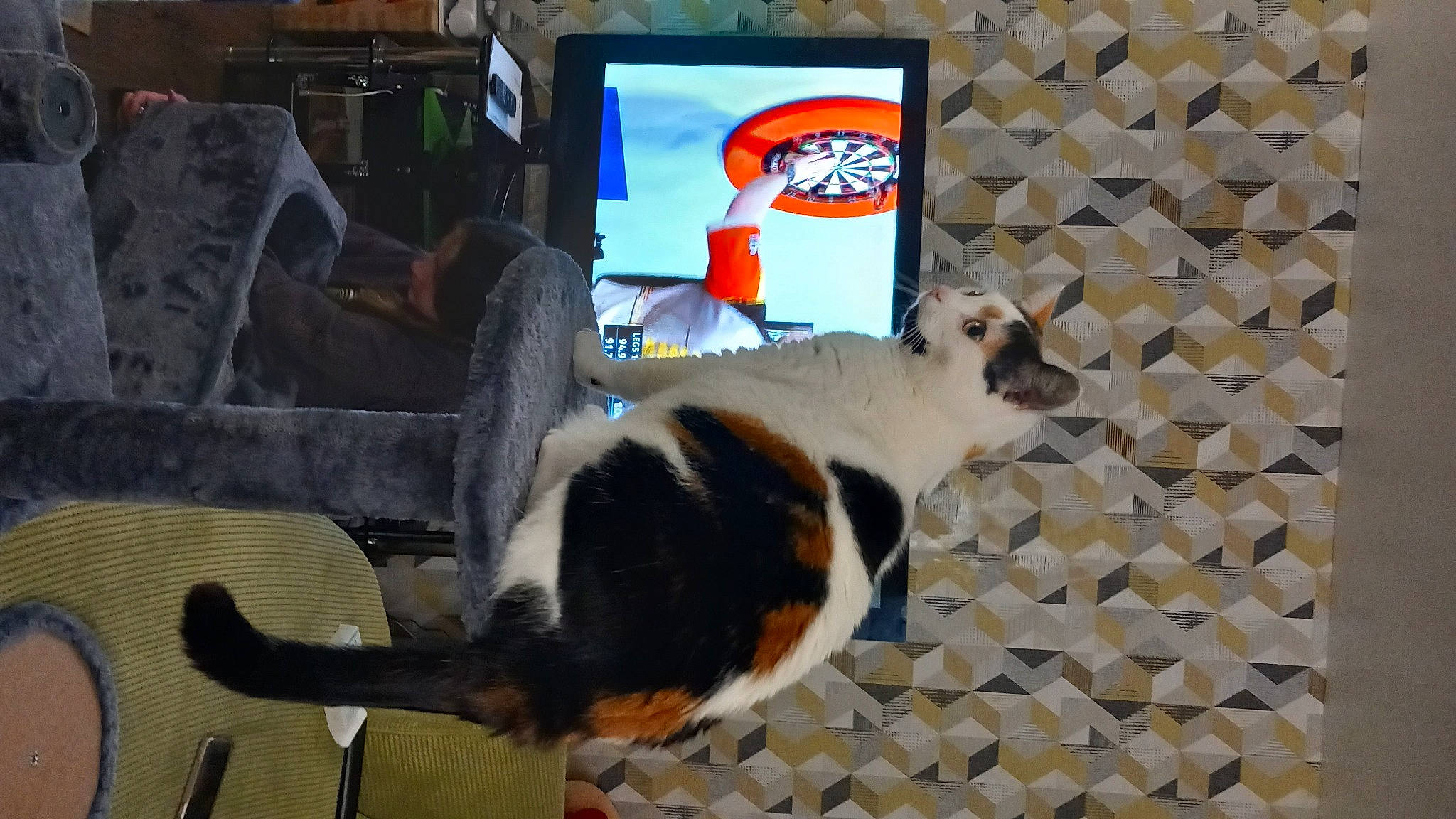 Dottie joined the competition — help win amazing prizes! canidae, carnivore, chair, collar, companion_dog, dog, dog_breed, fawn, linens, output_device, paw, personal_computer, pet_supply, room, scent_hound, snout, sporting_group, tail, television, terrestrial_animal