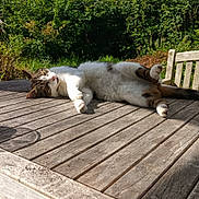 Chatfou a rejoint le concours — aidez-le/la à gagner de superbes lots ! cat, outdoor, table, wooden_table, sunlight, relaxing, sleeping, pet, animal, greenery, garden, candle, glass, shadow, fur, daytime, nature, wood, bench, peaceful