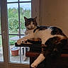 Chatfou a rejoint le concours — aidez-le/la à gagner de superbes lots ! cat, indoor, window, garden, plant, table, wooden_furniture, relaxed, pet, animal, fur, white, brown, black, paw, face, nature, daylight, home, leisure