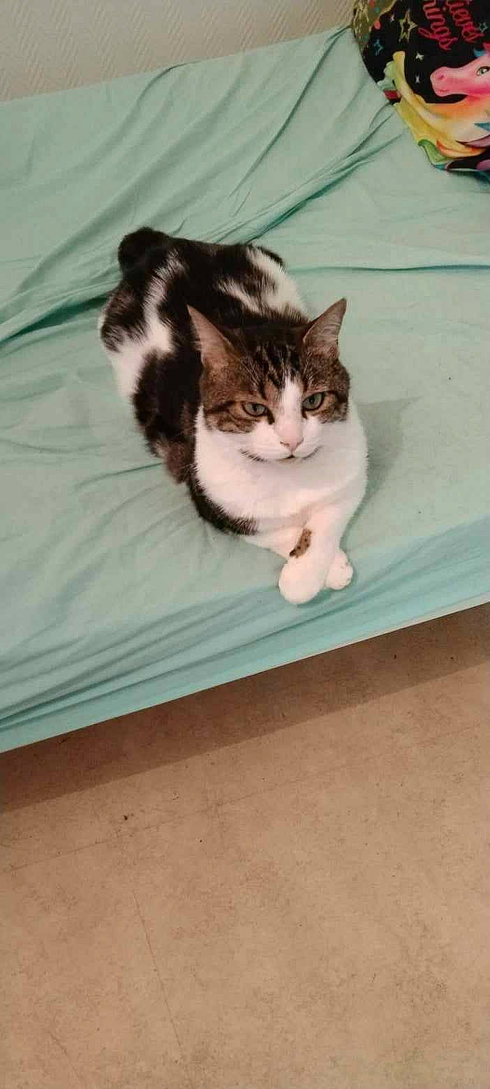 Chatfou a rejoint le concours — aidez-le/la à gagner de superbes lots ! box, carnivore, cat, comfort, domestic_short_haired_cat, felidae, flooring, foot, fur, hardwood, paw, rectangle, sitting, small_to_medium_sized_cats, tail, whiskers, window, wood