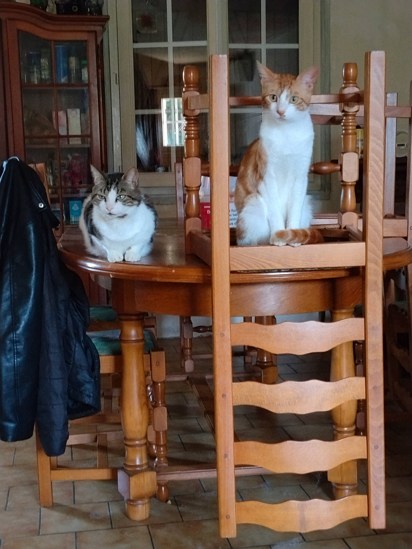 Adolphe participe au concours pour gagner de l'argent avec cette photo : cabinet, cat, chair, cozy, curtains, domestic_animal, feline, floor_tiles, home, indoor, leather_jacket, natural_light, orange_cat, pet, quiet, resting, tabby_cat, table, window, wooden_furniture