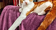 Adolphe a rejoint le concours — aidez-le/la à gagner de superbes lots ! cat, orange_and_white, feline, pet, indoor, purple_blanket, couch, stretching, relaxed, fur, tail, paw, household, stairs, laundry_rack, cozy, domestic, animal, resting, cute