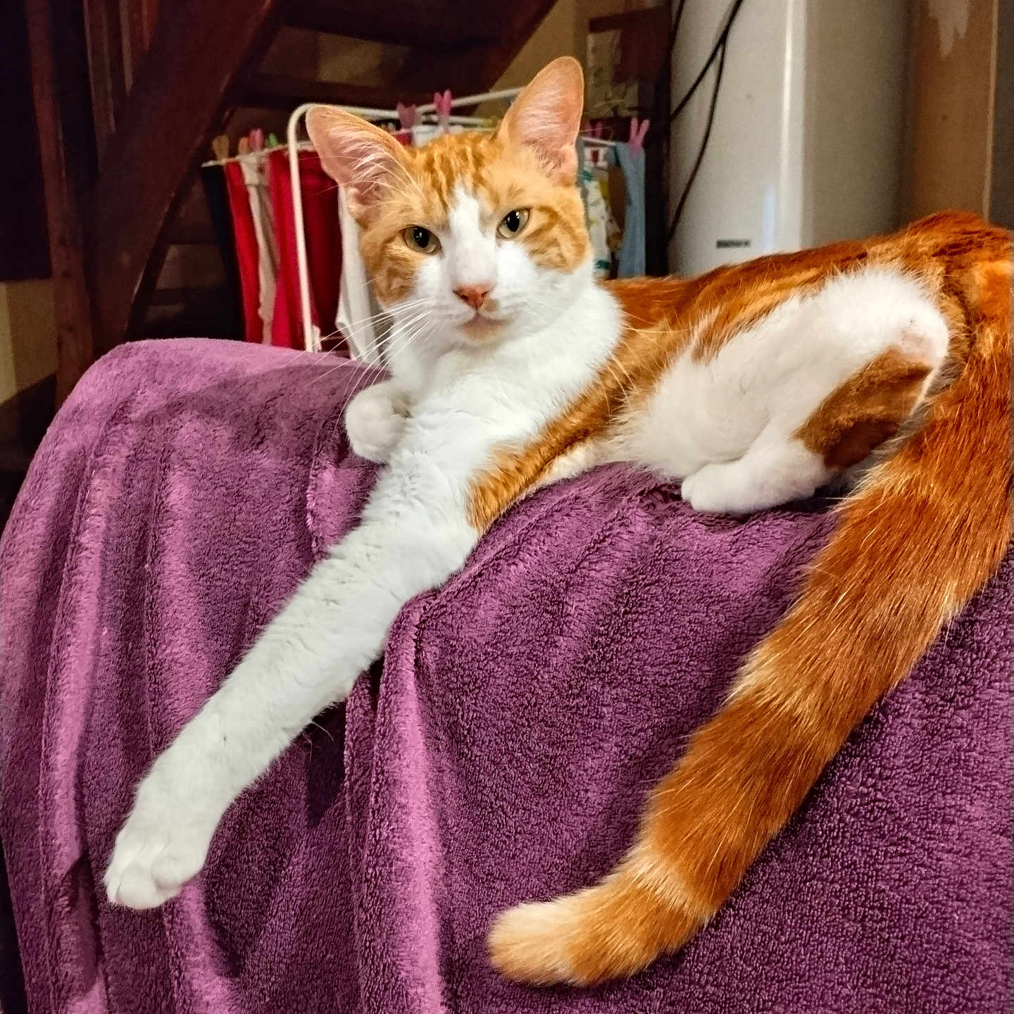 Adolphe a rejoint le concours — aidez-le/la à gagner de superbes lots ! cat, orange_and_white, feline, pet, indoor, purple_blanket, couch, stretching, relaxed, fur, tail, paw, household, stairs, laundry_rack, cozy, domestic, animal, resting, cute