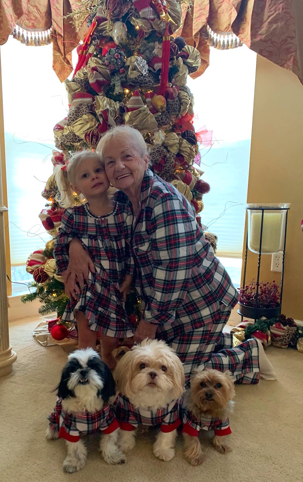 Prada Louis V Jimmy Choo joined the competition — help win amazing prizes! carnivore, christmas, christmas_decoration, christmas_eve, christmas_ornament, companion_dog, dog, dog_breed, dog_supply, fur, holiday, interior_design, ornament, plaid, sporting_group, tartan, terrier, toy_dog, tradition, vertebrate