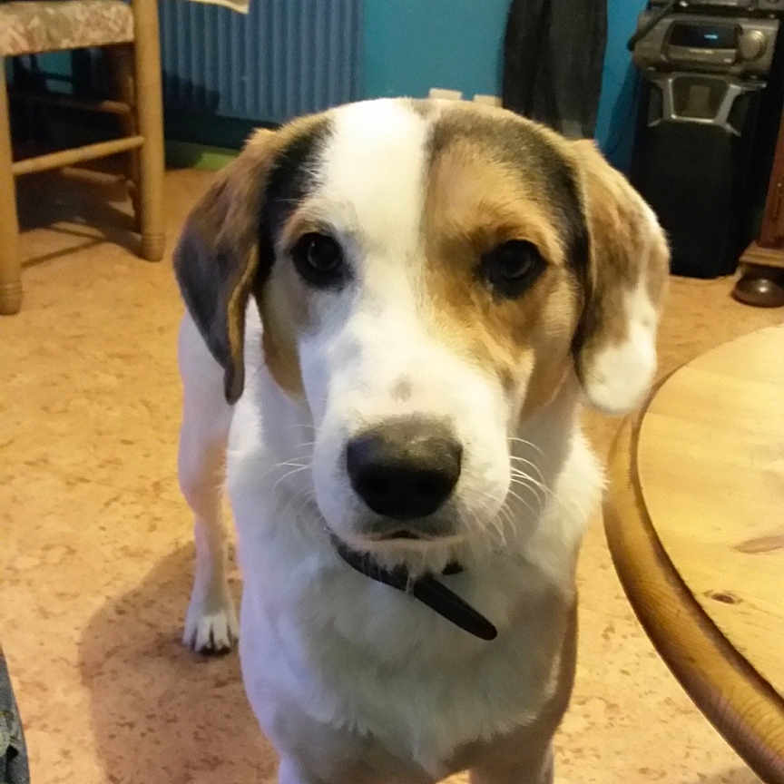 Pilou participe au concours pour gagner de l'argent avec cette photo : blue_wall, brown_coat, canine, chair, closeup, collar, curious, dog, domestic_animal, ears, floor, furniture, indoor, legs, looking, pet, standing, stereo_system, table, white_coat