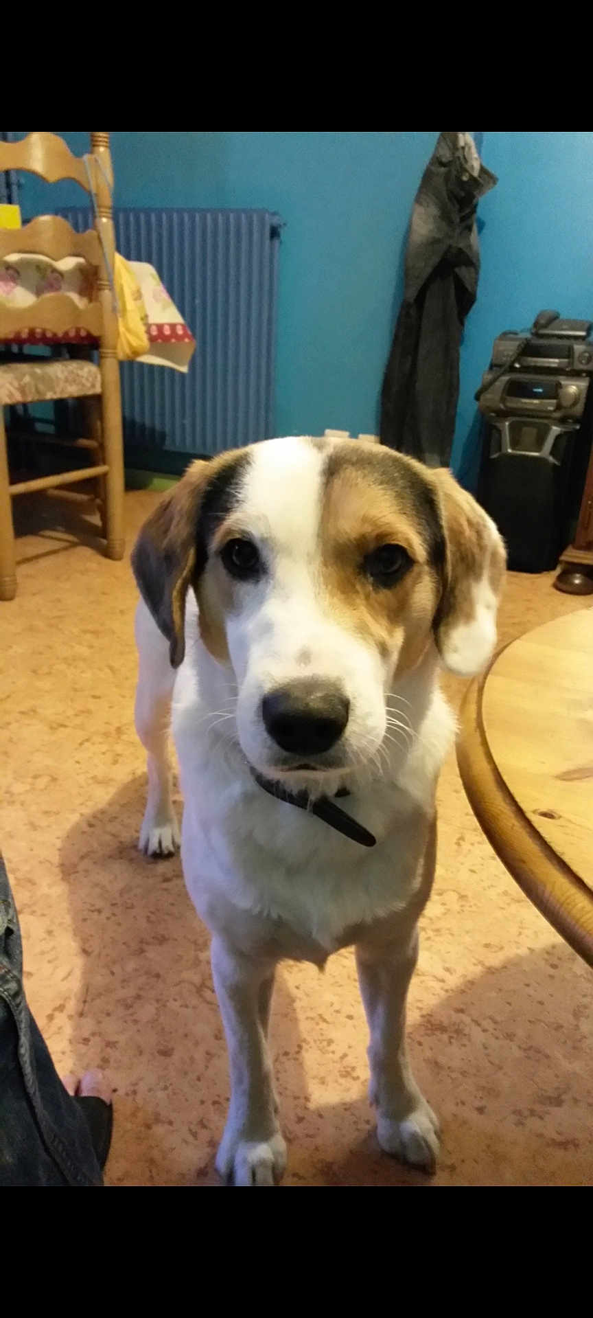 Pilou participe au concours pour gagner de l'argent avec cette photo : blue_wall, brown_coat, canine, chair, closeup, collar, curious, dog, domestic_animal, ears, floor, furniture, indoor, legs, looking, pet, standing, stereo_system, table, white_coat