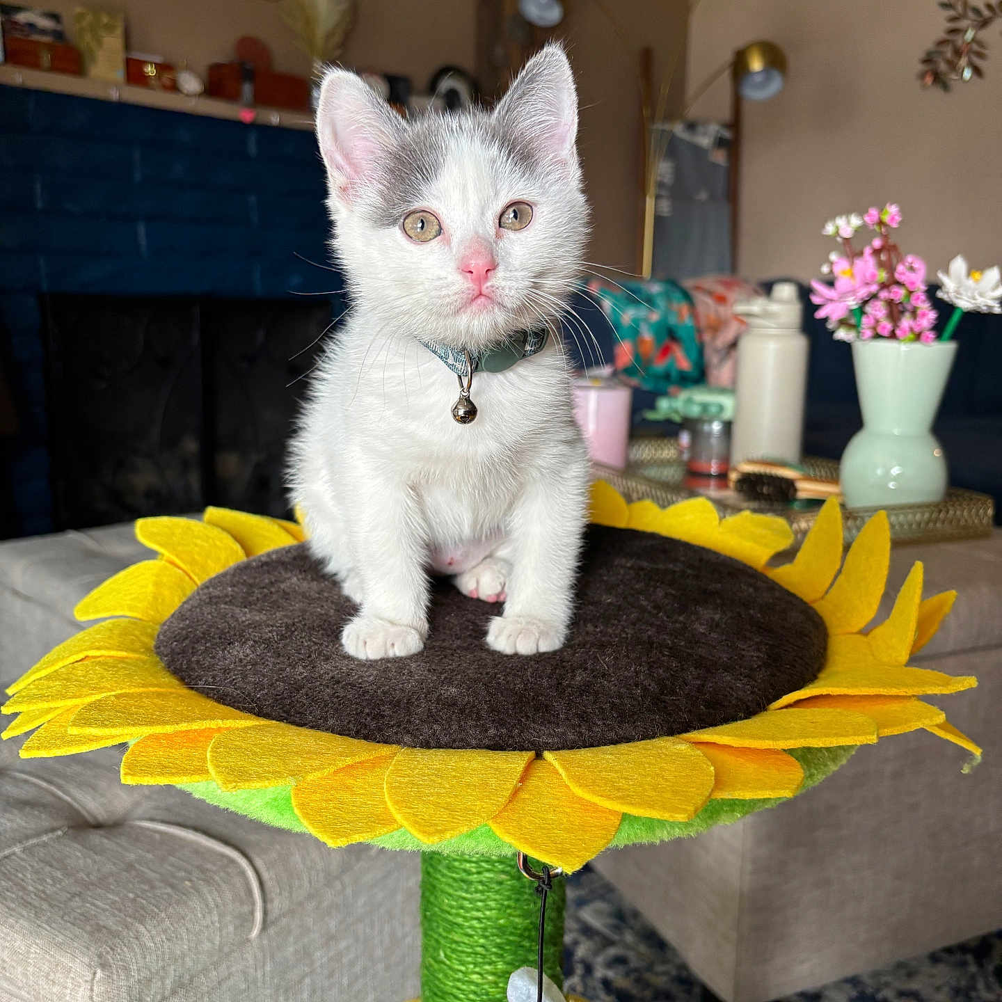 Pepper joined the competition — help win amazing prizes! animal, bee_toy, bell, carpet, cat, cat_perch, collar, cute, decor, flowers, fur, indoor, kitten, living_room, pet, sofa, sunflower, table, toy, vase