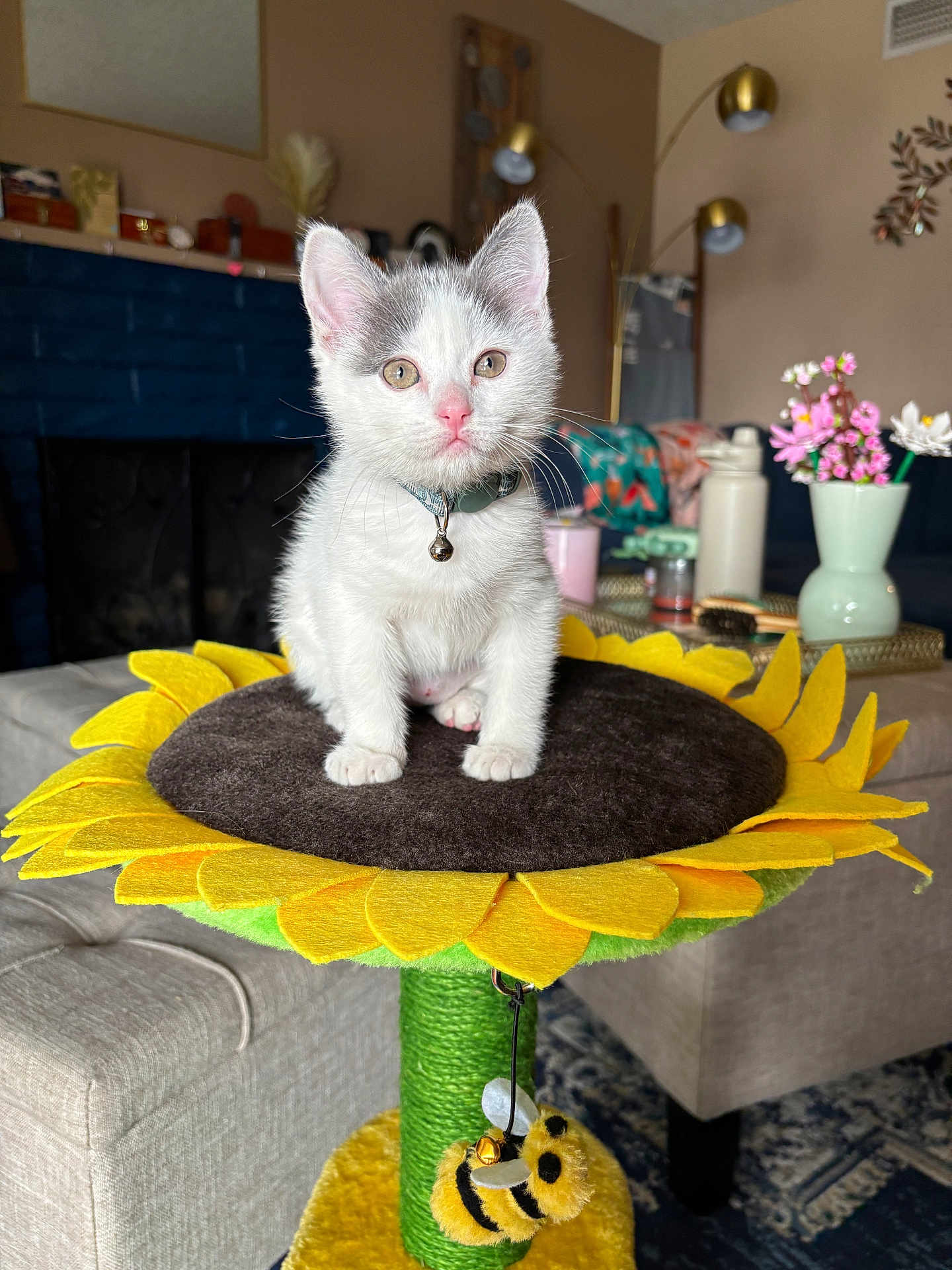 Pepper joined the competition — help win amazing prizes! kitten, cat, pet, indoor, sunflower, cat_perch, collar, bell, fur, cute, animal, living_room, sofa, table, vase, flowers, toy, bee_toy, carpet, decor
