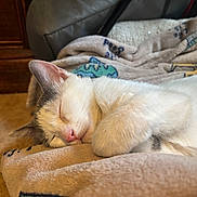 Pepper joined the competition — help win amazing prizes! cat, sleeping, feline, pet, indoor, blanket, cozy, fur, whiskers, paw, resting, cute, animal, domestic, closeup, relaxation, soft, nap, comfort, peaceful