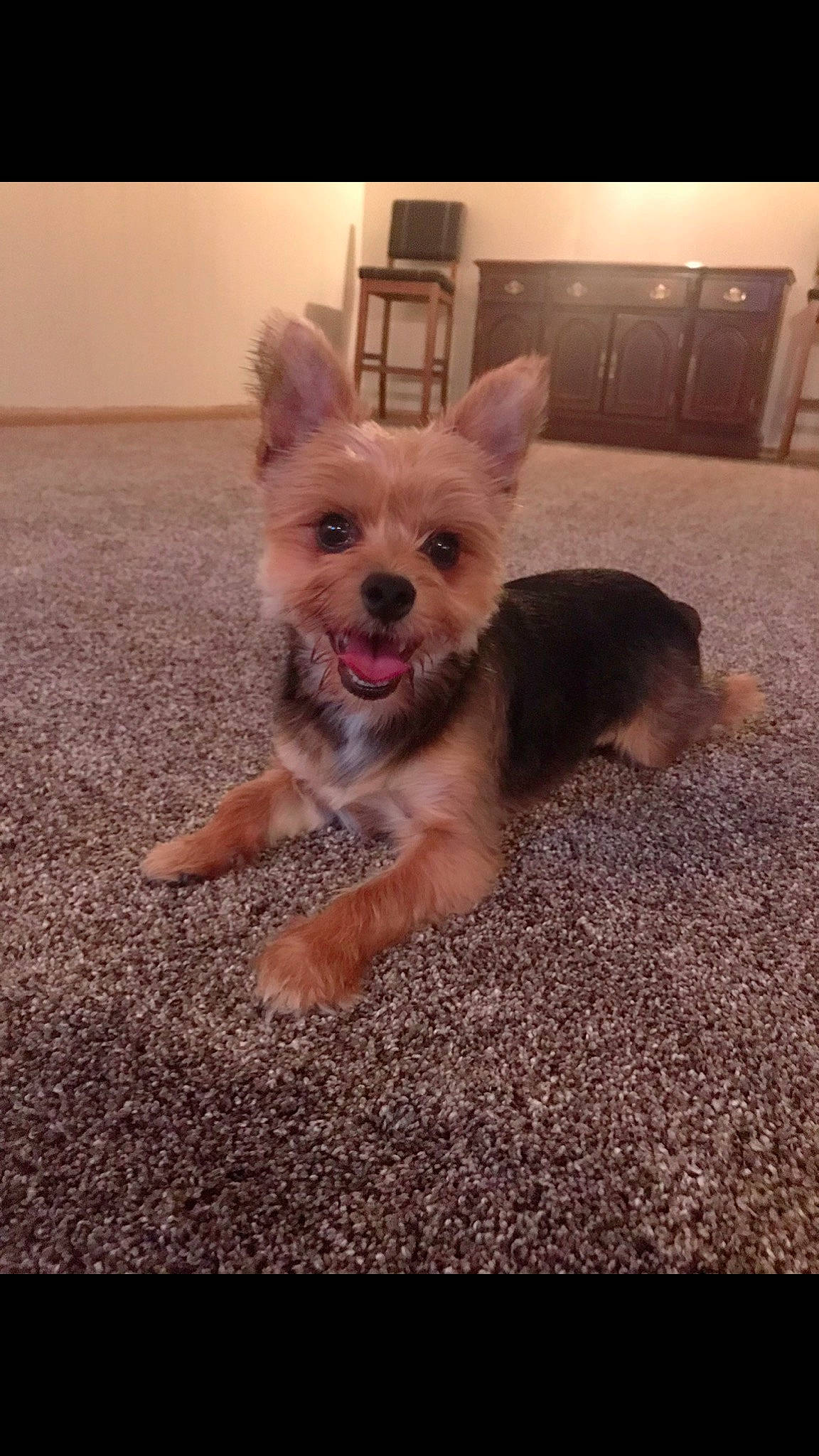 Jace joined the competition — help win amazing prizes! australian_terrier, cabinetry, canidae, carnivore, companion_dog, dog, dog_breed, dog_supply, fur, mammal, non_sporting_group, puppy, small_terrier, snout, terrier, tongue, toy_dog, vertebrate, working_animal, working_dog