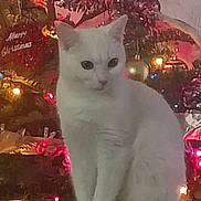 Snowball is registered to the contest to win money with this photo: animal, calm, cat, celebration, christmas, christmas_tree, cozy, cute, decorations, feline, festive, holiday, indoor, lights, ornaments, pet, seasonal, sitting, tree, white_cat