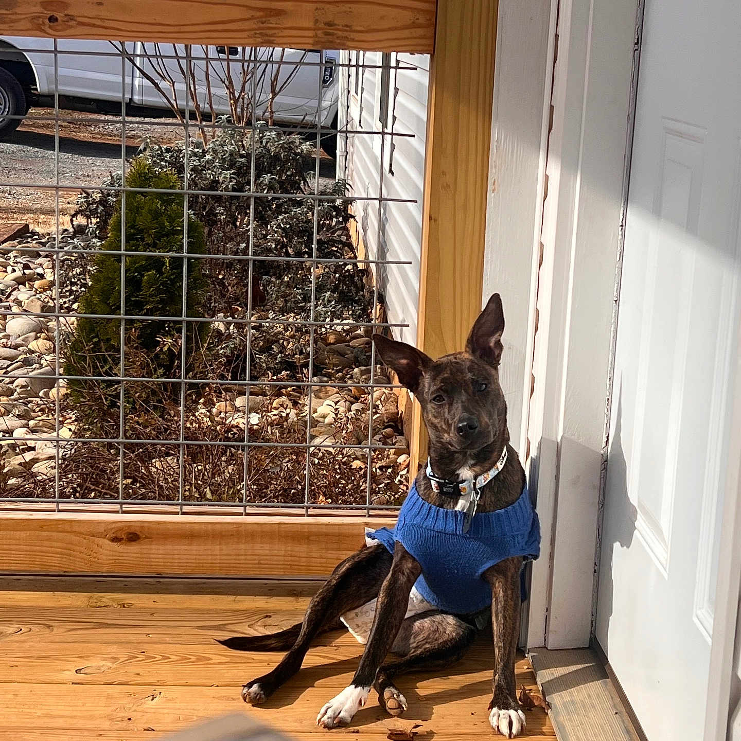 Lola is registered to the contest to win money with this photo: animal, blue_sweater, brindle, casual, collar, daytime, dog, fence, garden, outdoor, pet, plants, porch, relaxed, sitting, sunlight, van, vehicle, white_door, wooden_floor