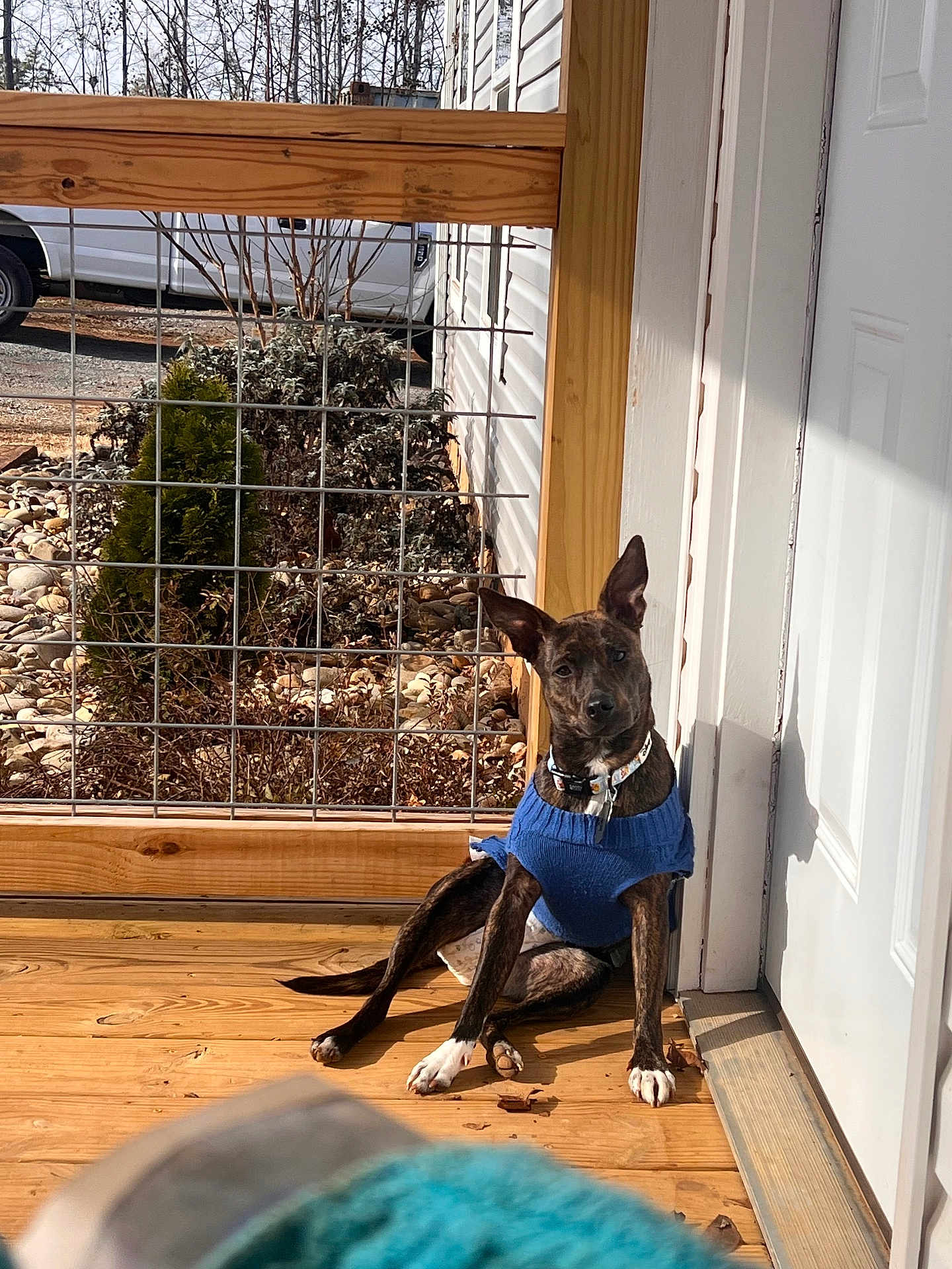 Lola is registered to the contest to win money with this photo: dog, brindle, blue_sweater, porch, wooden_floor, fence, garden, plants, white_door, sunlight, outdoor, pet, collar, vehicle, van, relaxed, animal, daytime, sitting, casual