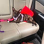 Lola is registered to the contest to win money with this photo: dog, brindle, harness, car_interior, leather_seat, red_cushion, slippers, backseat, pet, relaxed, canine, car_door, window, seatbelt, travel, domestic_animal, animal, resting, indoor, vehicle
