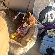 Lola joined the competition — help win amazing prizes! dog, sleeping, dog_bed, toy, harness, car_seat, sunlight, plastic_bag, handbag, sunglasses, interior, resting, pet, napping, purple_harness, beige, brown_dog, cozy, backseat, relaxation