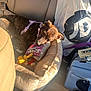 dog, sleeping, dog_bed, toy, harness, car_seat, sunlight, plastic_bag, handbag, sunglasses, interior, resting, pet, napping, purple_harness, beige, brown_dog, cozy, backseat, relaxation