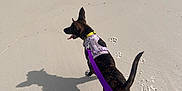 Lola is registered to the contest to win money with this photo: dog, leash, beach, sand, water, person, shadow, footprints, harness, sunlight, playful, outdoor, summer, animal, pet, shore, waves, canine, vacation, fun