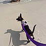 dog, leash, beach, sand, water, person, shadow, footprints, harness, sunlight, playful, outdoor, summer, animal, pet, shore, waves, canine, vacation, fun