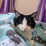 Mama is registered to the contest to win money with this photo: animal, bedroom, black_and_white, blanket, cat, close_up, cozy, curtains, ears, eyes, face, feline, indoor, pet, photography, portrait, purple, relaxed, tuxedo_cat, whiskers