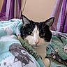 animal, bedroom, black_and_white, blanket, cat, close_up, cozy, curtains, ears, eyes, face, feline, indoor, pet, photography, portrait, purple, relaxed, tuxedo_cat, whiskers