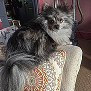 Lucky is registered to the contest to win money with this photo: dog, indoor, couch, armrest, patterned_pillow, fluffy, gray, black, blue_eyes, pet, vacuum_cleaner, carpet, furniture, curious, animal, home, cozy, looking, sitting, room