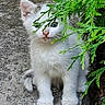 animal, cat, concrete, curious, cute, ears, eyes, foliage, green_leaves, kitten, nature, nose, outdoor, paws, pet, sitting, small, whiskers, white_fur, young