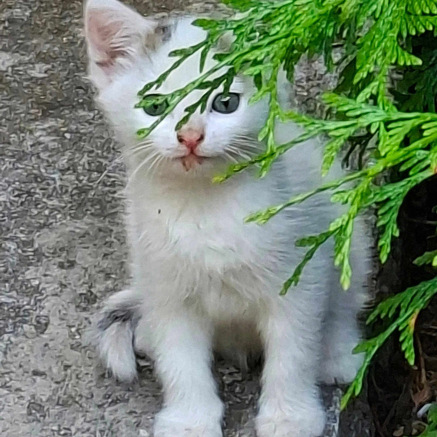 Caramel. a rejoint le concours — aidez-le/la à gagner de superbes lots ! animal, cat, concrete, curious, cute, ears, eyes, foliage, green_leaves, kitten, nature, nose, outdoor, paws, pet, sitting, small, whiskers, white_fur, young