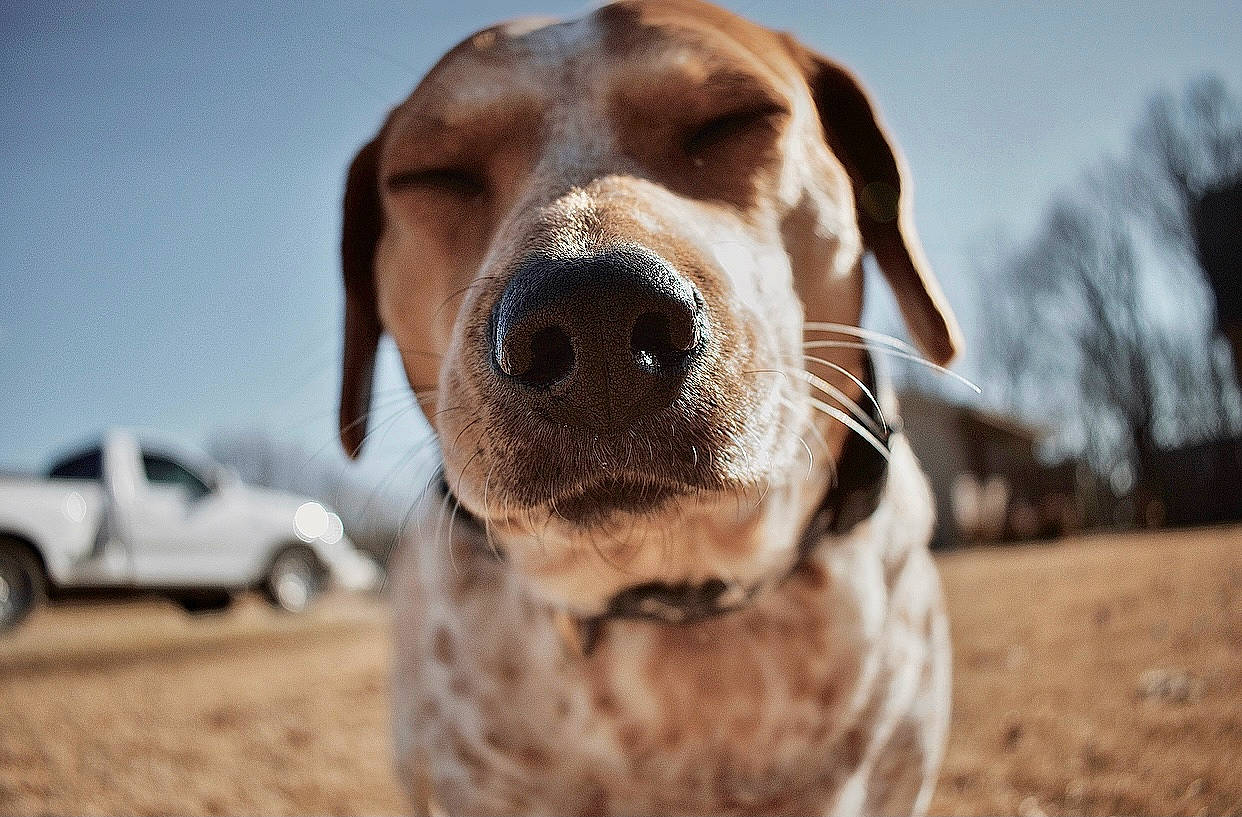 Remmi is registered to the contest to win money with this photo: canidae, car, carnivore, collar, companion_dog, dog, dog_breed, dog_collar, fawn, fur, pet_supply, plant, sky, snout, sporting_group, tire, tree, vehicle, wheel, whiskers