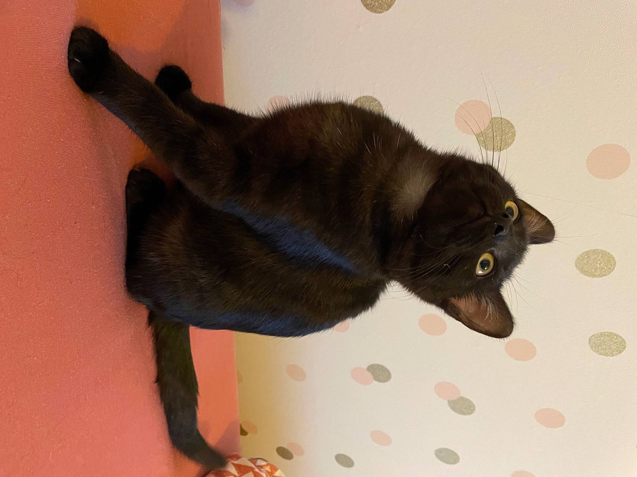 Tana a rejoint le concours — aidez-le/la à gagner de superbes lots ! black_cat, bombay, canidae, carnivore, cat, claw, comfort, companion_dog, dog_breed, domestic_short_haired_cat, fawn, felidae, fur, small_to_medium_sized_cats, snout, sporting_group, tail, terrestrial_animal, whiskers