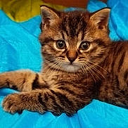 Grizette participe au concours pour gagner de l'argent avec cette photo : kitten, tabby, cat, pet, fur, whiskers, blue_blanket, cute, animal, young, domestic_cat, feline, portrait, lying_down, indoors, playful, small, striped, close_up, curious