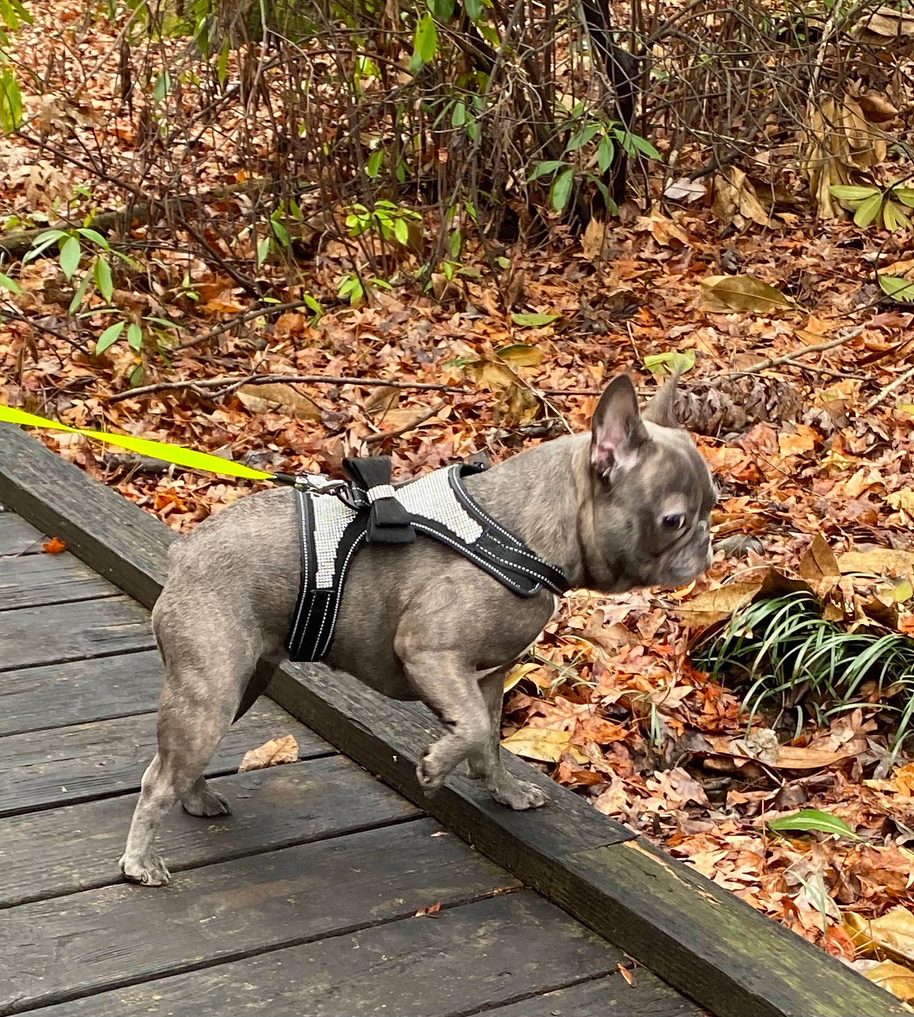 Echo is registered to the contest to win money with this photo: canidae, carnivore, collar, companion_dog, dog, dog_breed, dog_collar, dog_supply, fawn, grass, leash, mammal, pet_supply, plant, snout, sporting_group, tail, terrestrial_animal, vertebrate, working_animal