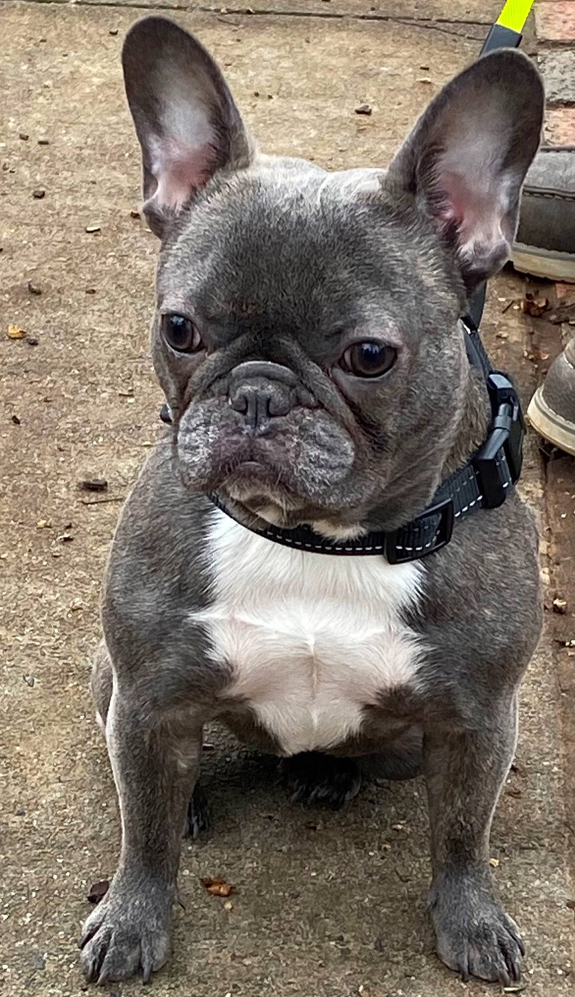 Echo joined the competition — help win amazing prizes! bulldog, canidae, carnivore, collar, companion_dog, dog, dog_breed, dog_collar, ear, fawn, fur, grass, human_body, snout, sporting_group, terrestrial_animal, toy_dog, whiskers, working_animal, wrinkle