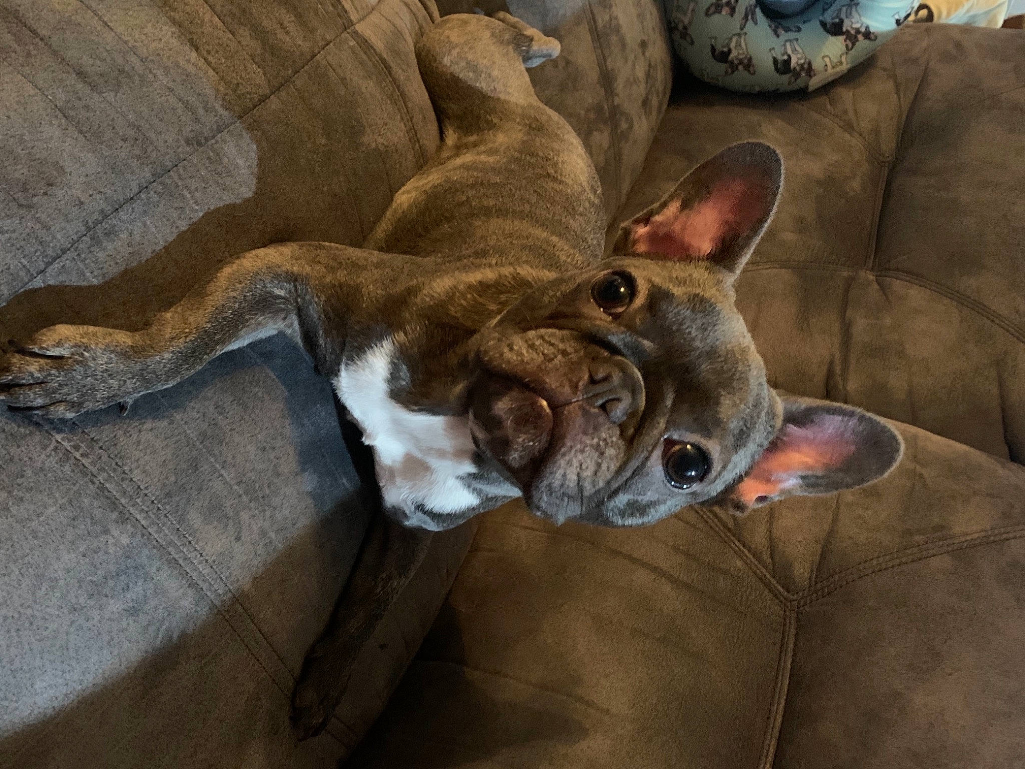 Echo is registered to the contest to win money with this photo: canidae, carnivore, collar, comfort, companion_dog, devon_rex, dog, dog_breed, ear, fawn, felidae, fur, jaw, small_to_medium_sized_cats, snout, sporting_group, terrestrial_animal, whiskers, working_animal, wrinkle