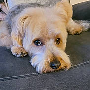 Teddy joined the competition — help win amazing prizes! adorable, animal, canine, close_up, companion, cozy, cute, dog, face, fur, home, indoor, looking_up, lying_down, mammal, paw, pet, relaxed, resting, sofa