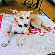 Nani joined the competition — help win amazing prizes! dog, pet, indoor, towel, floor, wooden_floor, collar, animal, resting, brown, beige, ears, paw, looking, domestic, canine, laying_down, furniture, table, exercise_equipment