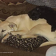 Chopper And Rambo is registered to the contest to win money with this photo: dog, puppy, sleeping, couch, leopard_print_pillow, brown, black_dog, cream_dog, pets, animal, resting, indoor, cozy, fur, companion, cute, relaxing, friendship, home, nap