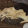 dog, puppy, sleeping, couch, leopard_print_pillow, brown, black_dog, cream_dog, pets, animal, resting, indoor, cozy, fur, companion, cute, relaxing, friendship, home, nap