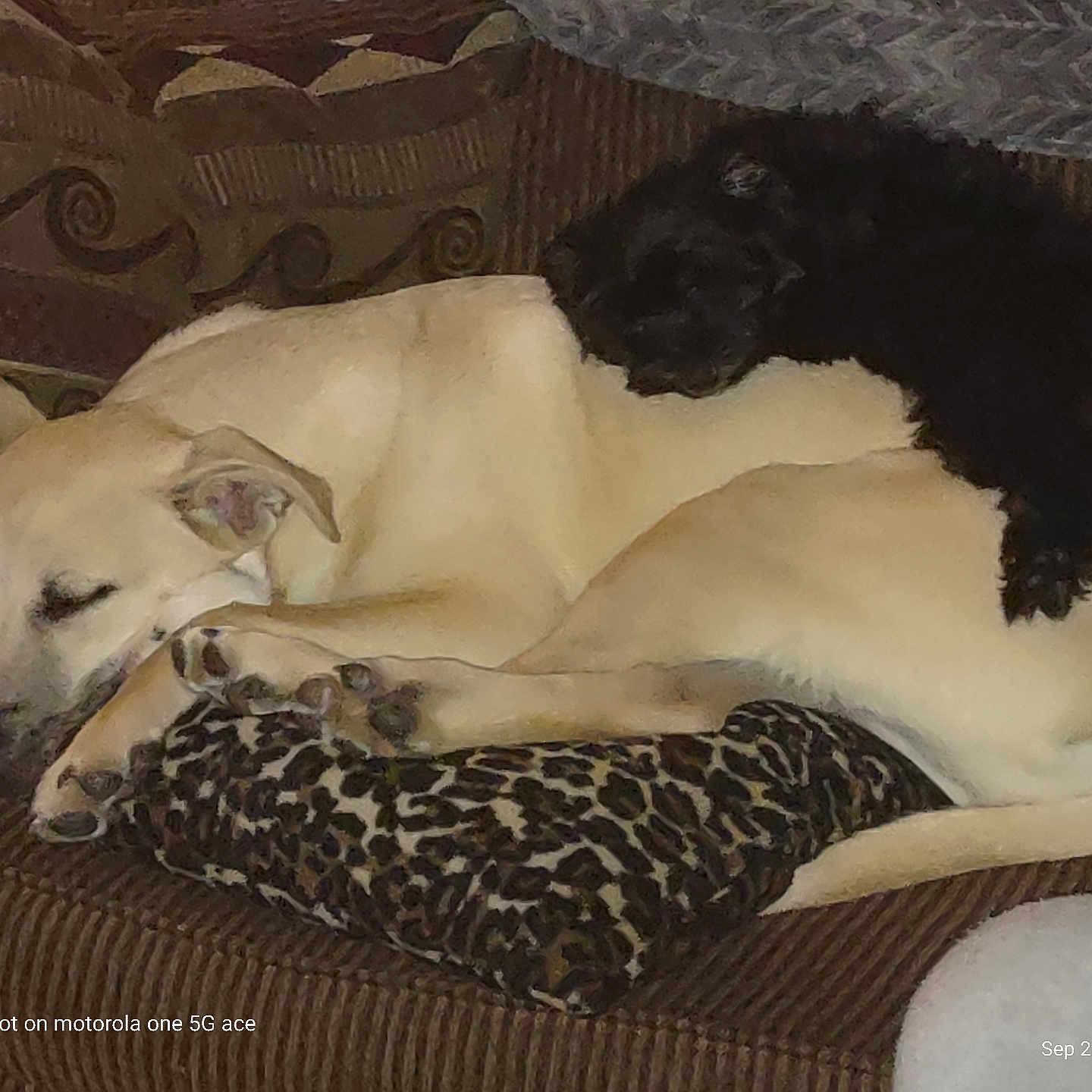 Chopper And Rambo is registered to the contest to win money with this photo: animal, black_dog, brown, companion, couch, cozy, cream_dog, cute, dog, friendship, fur, home, indoor, leopard_print_pillow, nap, pets, puppy, relaxing, resting, sleeping