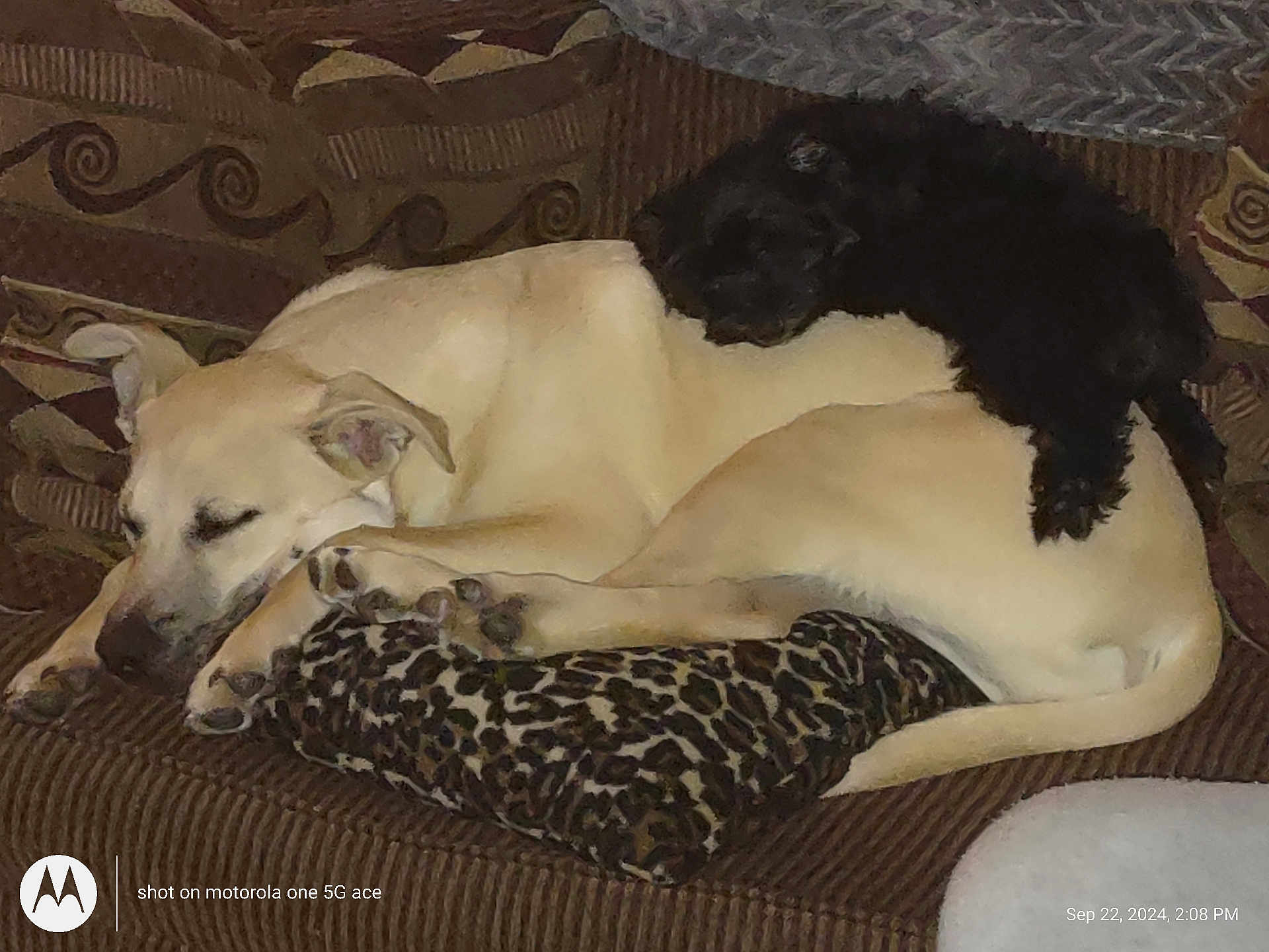 Chopper And Rambo is registered to the contest to win money with this photo: dog, puppy, sleeping, couch, leopard_print_pillow, brown, black_dog, cream_dog, pets, animal, resting, indoor, cozy, fur, companion, cute, relaxing, friendship, home, nap