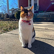Meeka joined the competition — help win amazing prizes! accessories, animal, architecture, art, brick, building, cat, chair, city, furniture, grass, house, housing, outdoors, painting, pet, porch, shelter, slate, strap