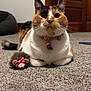 Meeka is registered to the contest to win money with this photo: abyssinian, accessories, animal, architecture, building, cat, door, furniture, hardwood, indoors, interiordesign, kitten, leash, livingroom, manx, pet, room, stainedwood, strap, wood