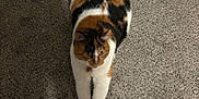 Meeka joined the competition — help win amazing prizes! abyssinian, accessories, animal, architecture, building, cat, couch, furniture, hardwood, indoors, kitten, leash, livingroom, manx, person, pet, room, sleeping, strap, wood