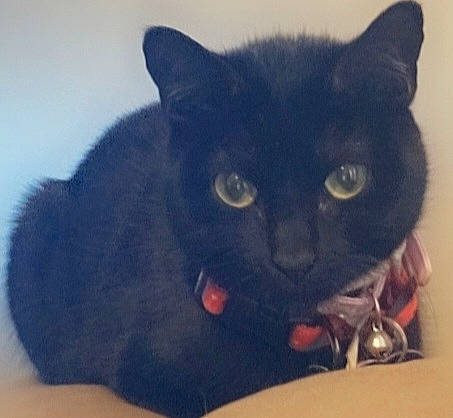 Ebony is registered to the contest to win money with this photo: black_cat, bombay, carnivore, cat, cat_supply, claw, comfort, domestic_short_haired_cat, electric_blue, felidae, fur, paw, small_to_medium_sized_cats, tail, terrestrial_animal, whiskers