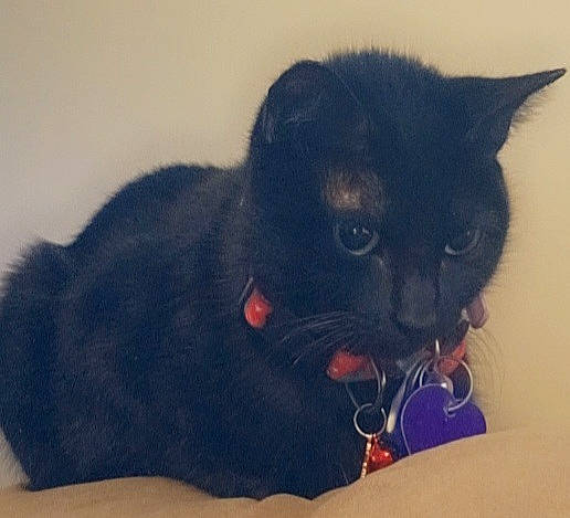 Ebony joined the competition — help win amazing prizes! black_cat, bombay, carnivore, cat, claw, comfort, domestic_short_haired_cat, electric_blue, felidae, foot, fur, paw, pet_supply, small_to_medium_sized_cats, snout, tail, terrestrial_animal, whiskers, window